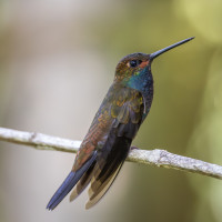 Rufous-gaped Hillstar